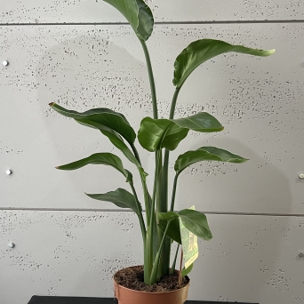 Strelitzia 80cm