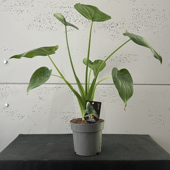 Alocasia 50cm