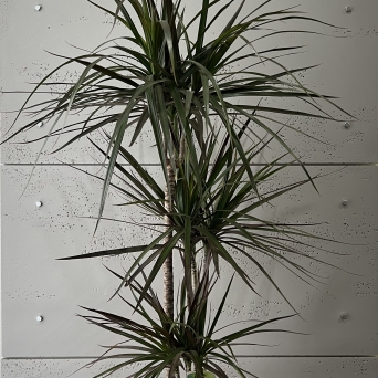 Dracena 114cm 